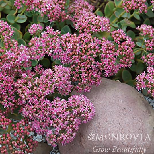 Sedum 'Lime Zinger' ~ Monrovia® SunSparkler® Lime Zinger Sedum-ServeScape