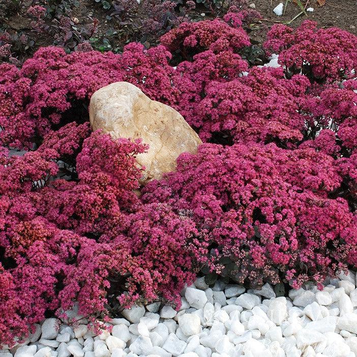Sedum 'Dazzleberry' ~ Monrovia® SunSparkler® Dazzleberry Sedum-ServeScape
