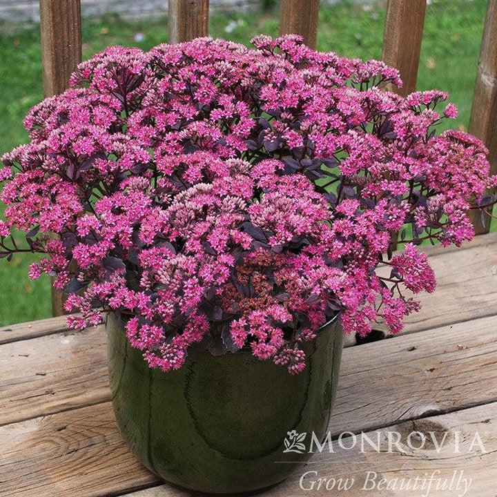 Sedum 'Dazzleberry' ~ Monrovia® SunSparkler® Dazzleberry Sedum-ServeScape