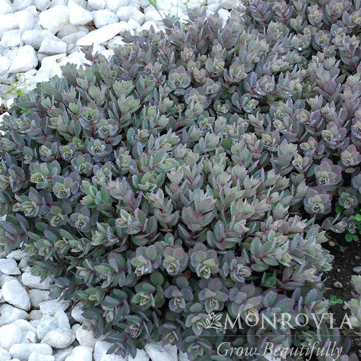 Sedum 'Dazzleberry' ~ Monrovia® SunSparkler® Dazzleberry Sedum-ServeScape