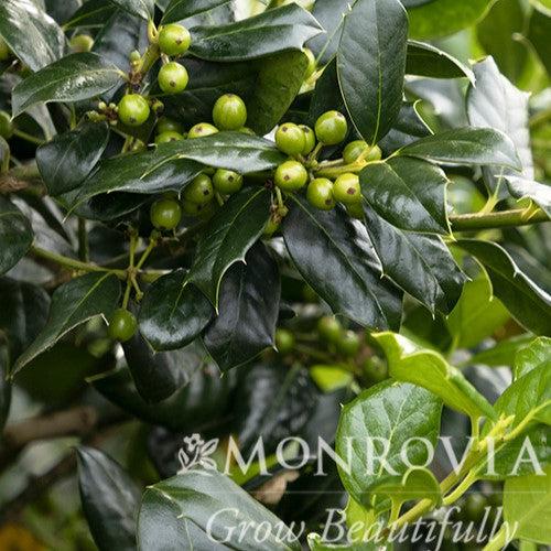 Ilex x 'Conin' ~ Monrovia® Robin™ Holly-ServeScape