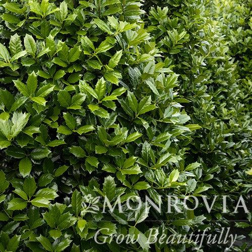 Ilex x 'Conin' ~ Monrovia® Robin™ Holly-ServeScape