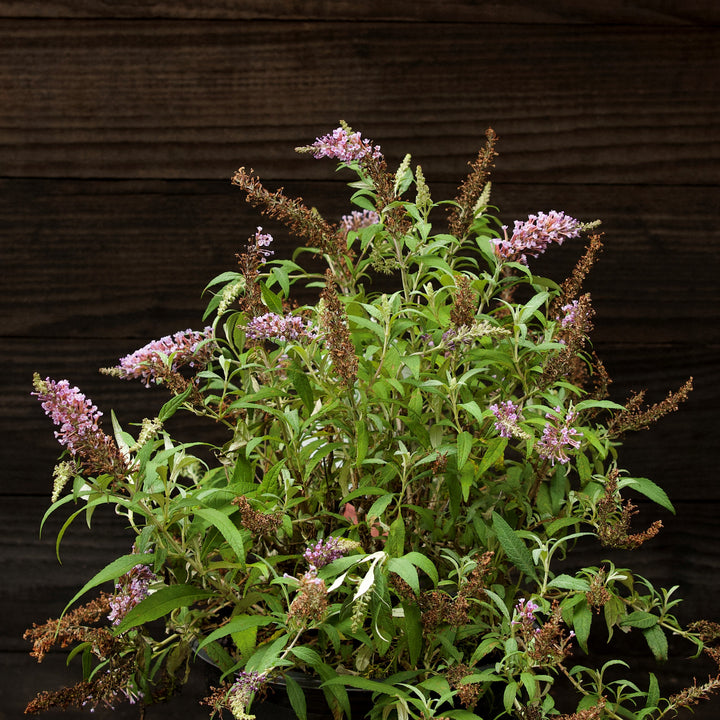 Buddleia ‘Tobudviole’ ~ Buzz™ Lavender Butterfly Bush-ServeScape