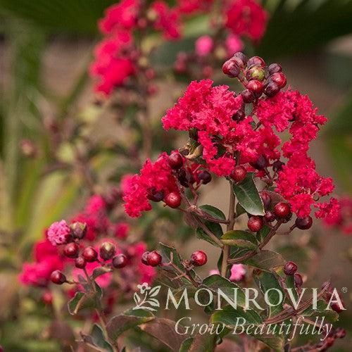Lagerstroemia indica 'Whit II' PP0296 ~ Monrovia® Dynamite® Crape Myrtle-ServeScape