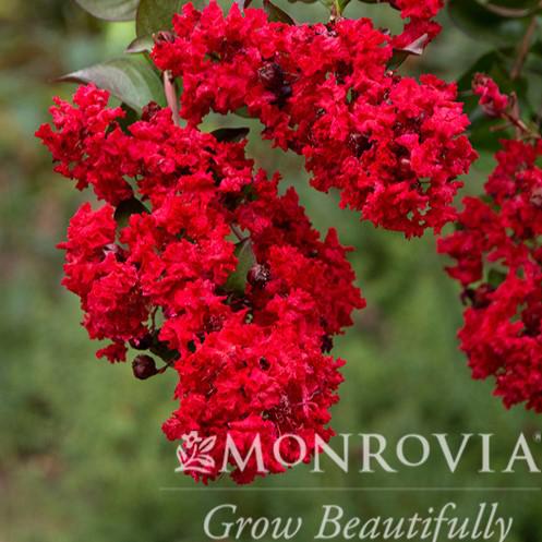 Lagerstroemia indica 'Whit II' PP0296 ~ Monrovia® Dynamite® Crape Myrtle-ServeScape