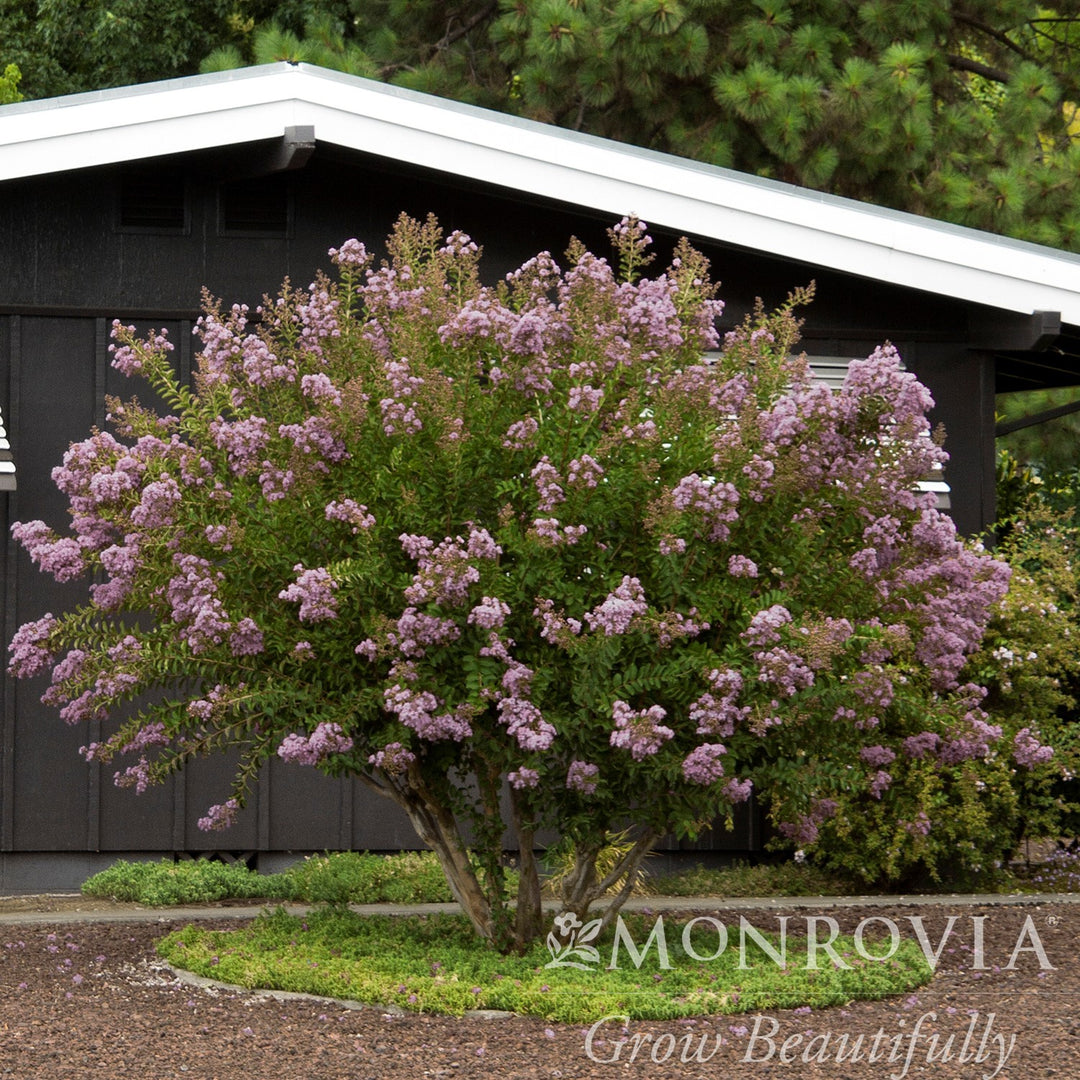 Lagerstroemia indica x fauriei 'Muskogee' ~ Monrovia® Muskogee Crape Myrtle-ServeScape