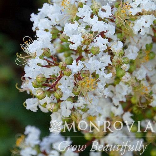 Lagerstroemia indica x fauriei 'Natchez' ~ Monrovia® Natchez Crape Myrtle-ServeScape