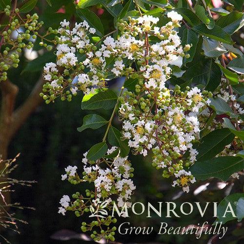 Lagerstroemia indica x fauriei 'Natchez' ~ Monrovia® Natchez Crape Myrtle-ServeScape