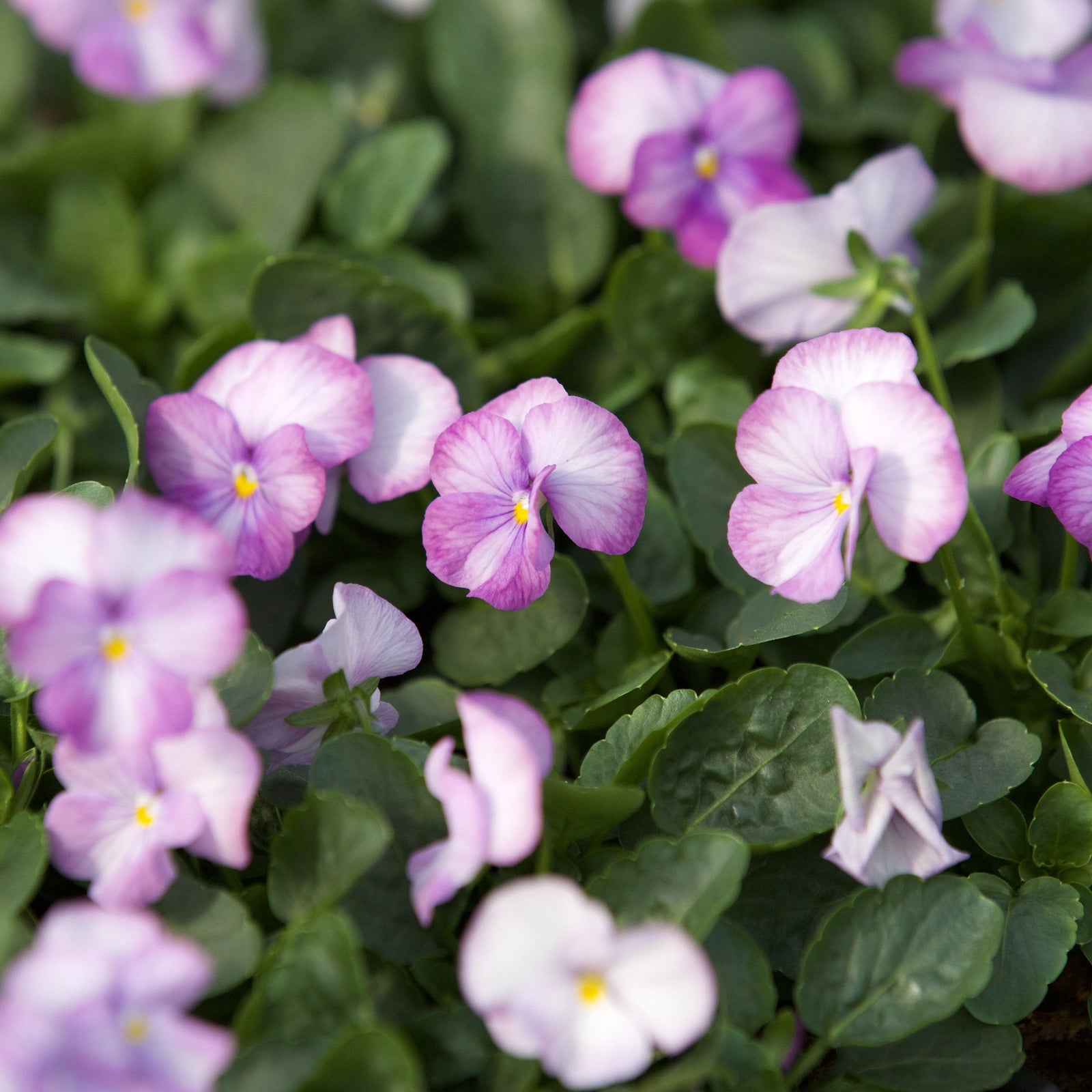 Viola cornuta 'PAS1059854' ~ Sorbet™ XP Lavender Pink Viola-ServeScape