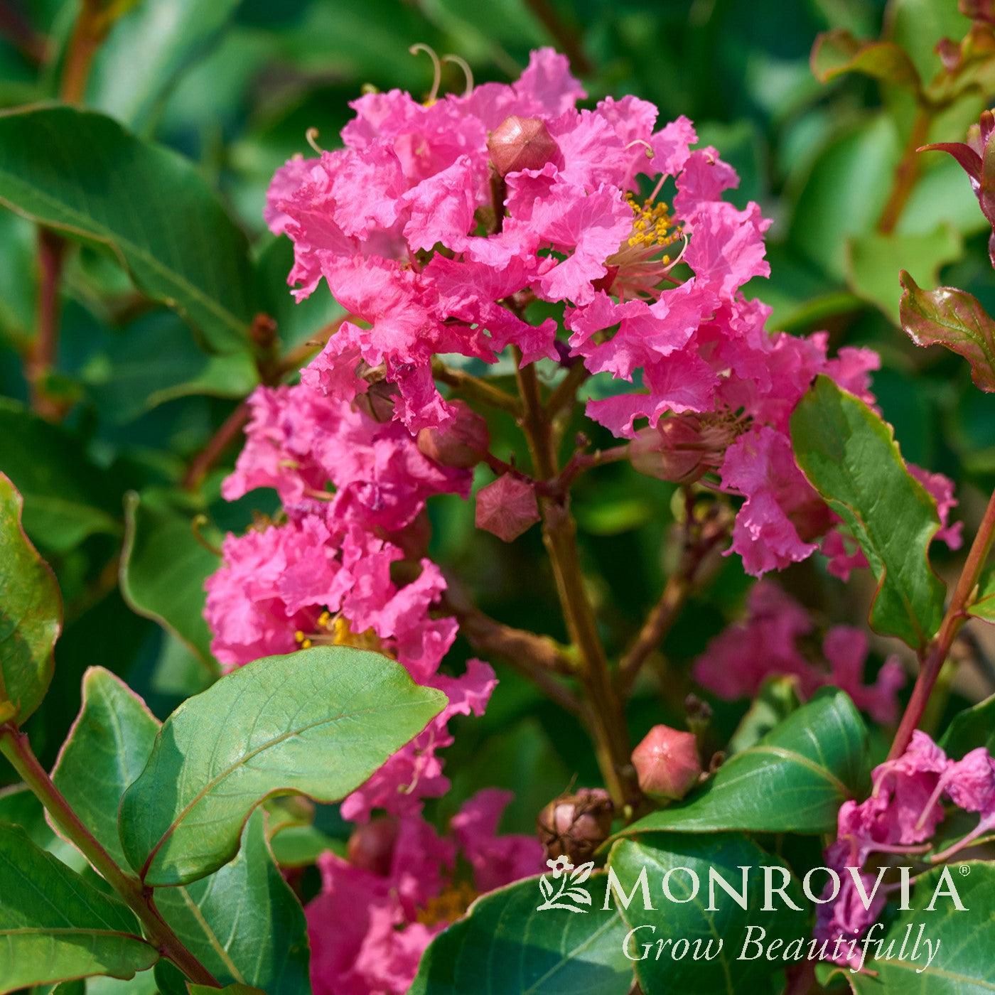 Lagerstroemia indica x fauriei 'Tuscarora' ~ Monrovia® Tuscarora Crape Myrtle-ServeScape