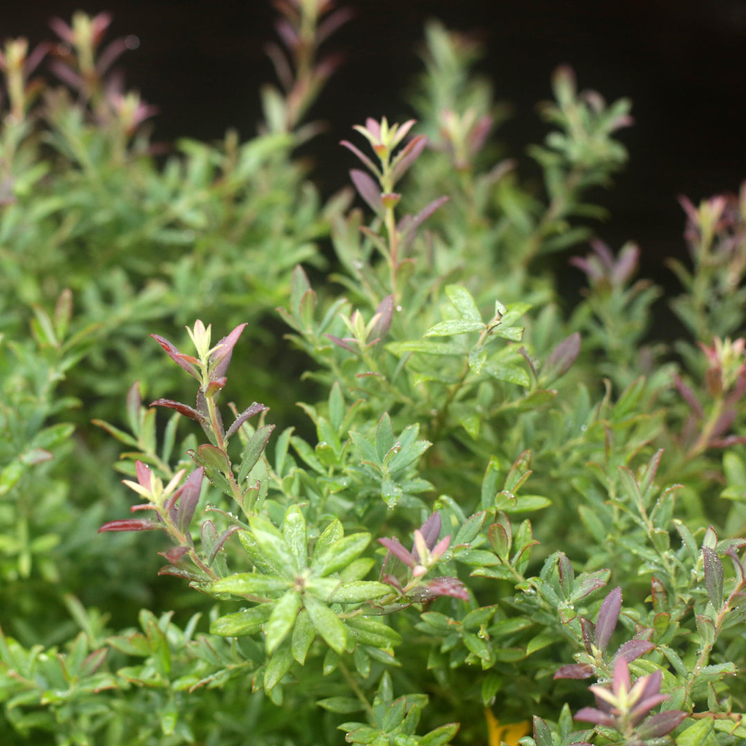 Vaccinium darrowii 'Rosa's Blush' ~ Rosa's Blush Evergreen Blueberry-ServeScape