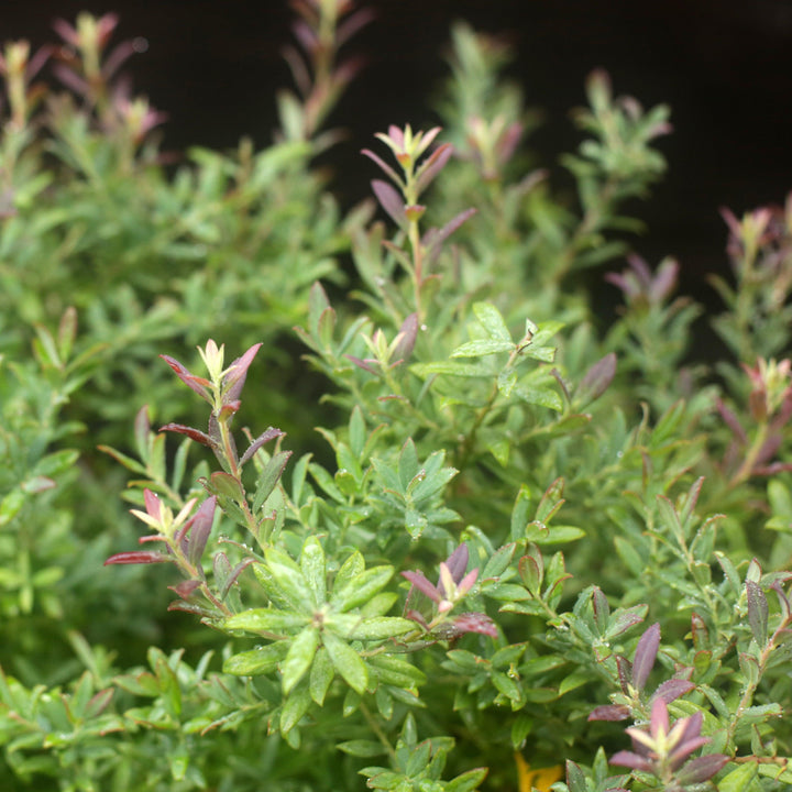 Vaccinium darrowii 'Rosa's Blush' ~ Rosa's Blush Evergreen Blueberry-ServeScape