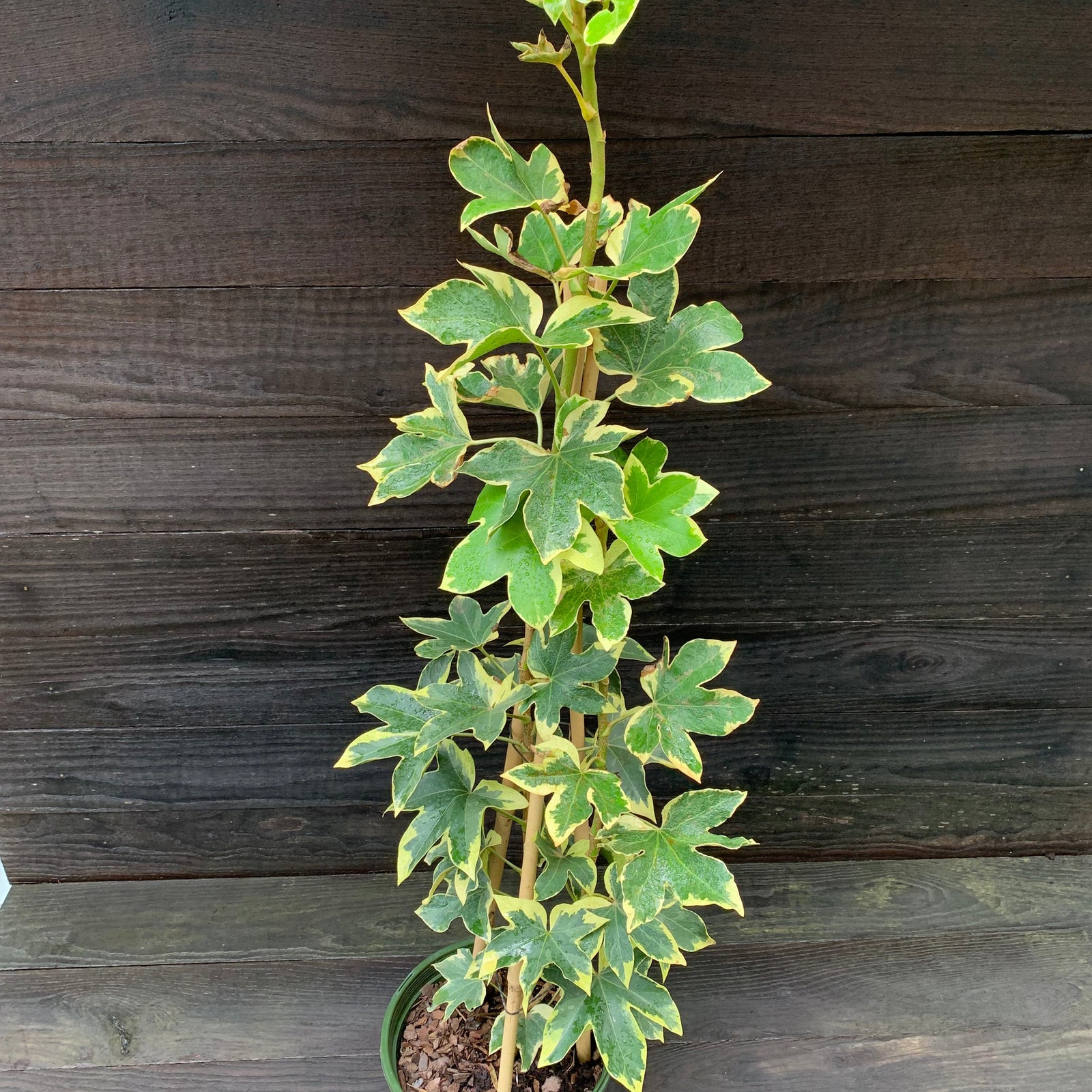 x Fatshedera lizei 'Angiostar' ~ Monrovia® Angyo Star Tree Ivy-ServeScape
