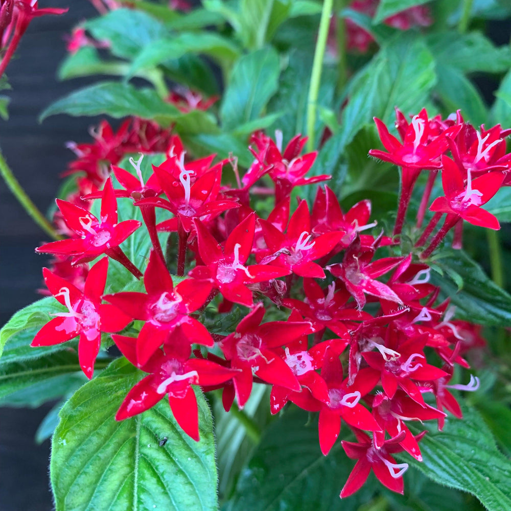 Pentas lanceolata 'Graffiti OG Mix' ~ Graffiti® OG Mix Star Flower-ServeScape