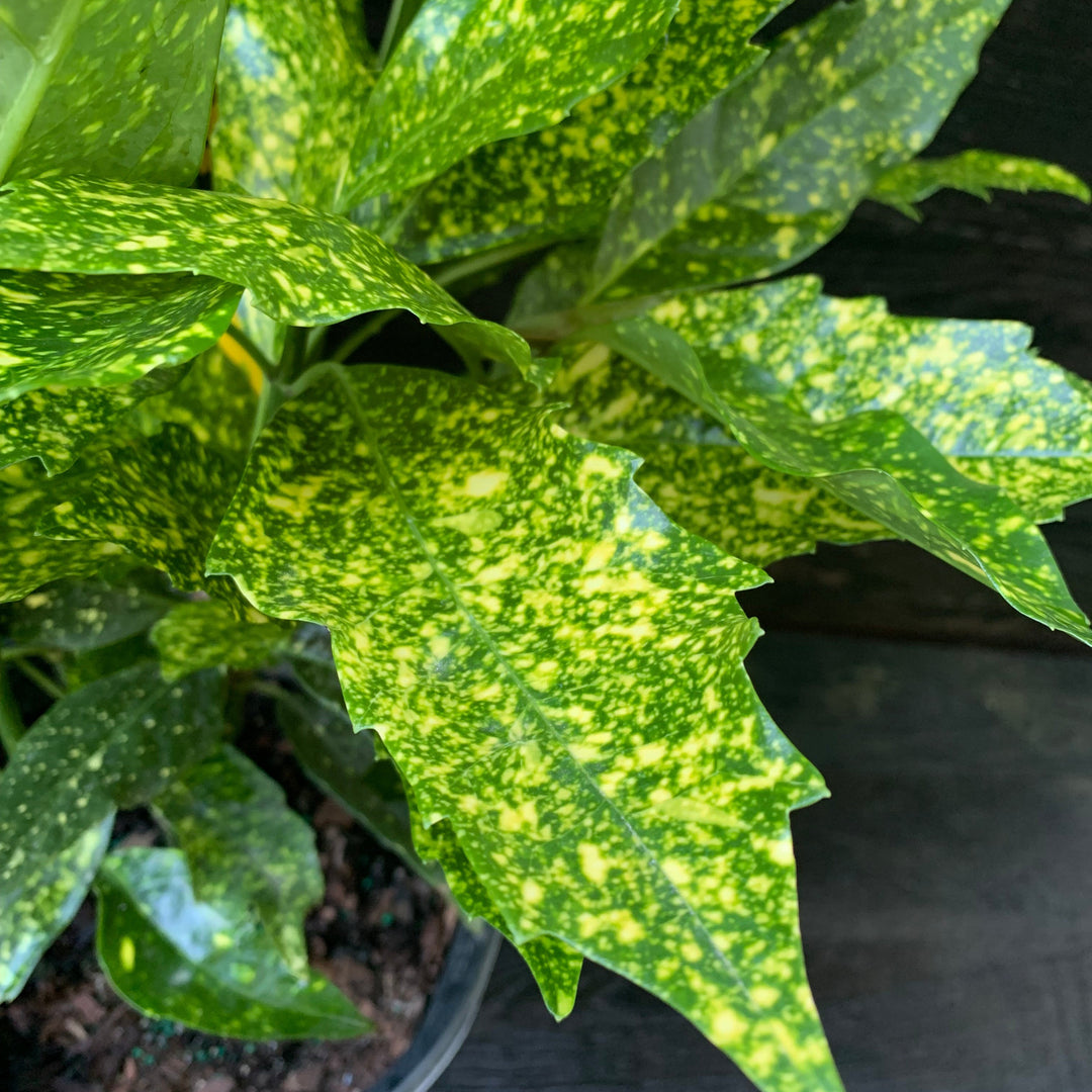 Aucuba japonica 'Variegata' ~ Gold Dust Aucuba, Gold Dust Laurel-ServeScape
