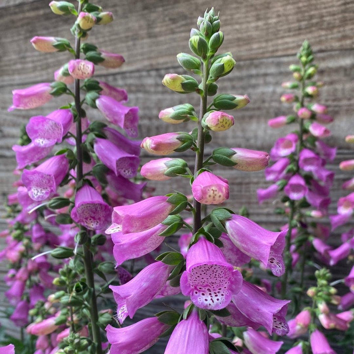 Digitalis x 'Pink Panther'~ Monrovia® Pink Panther Foxglove-ServeScape