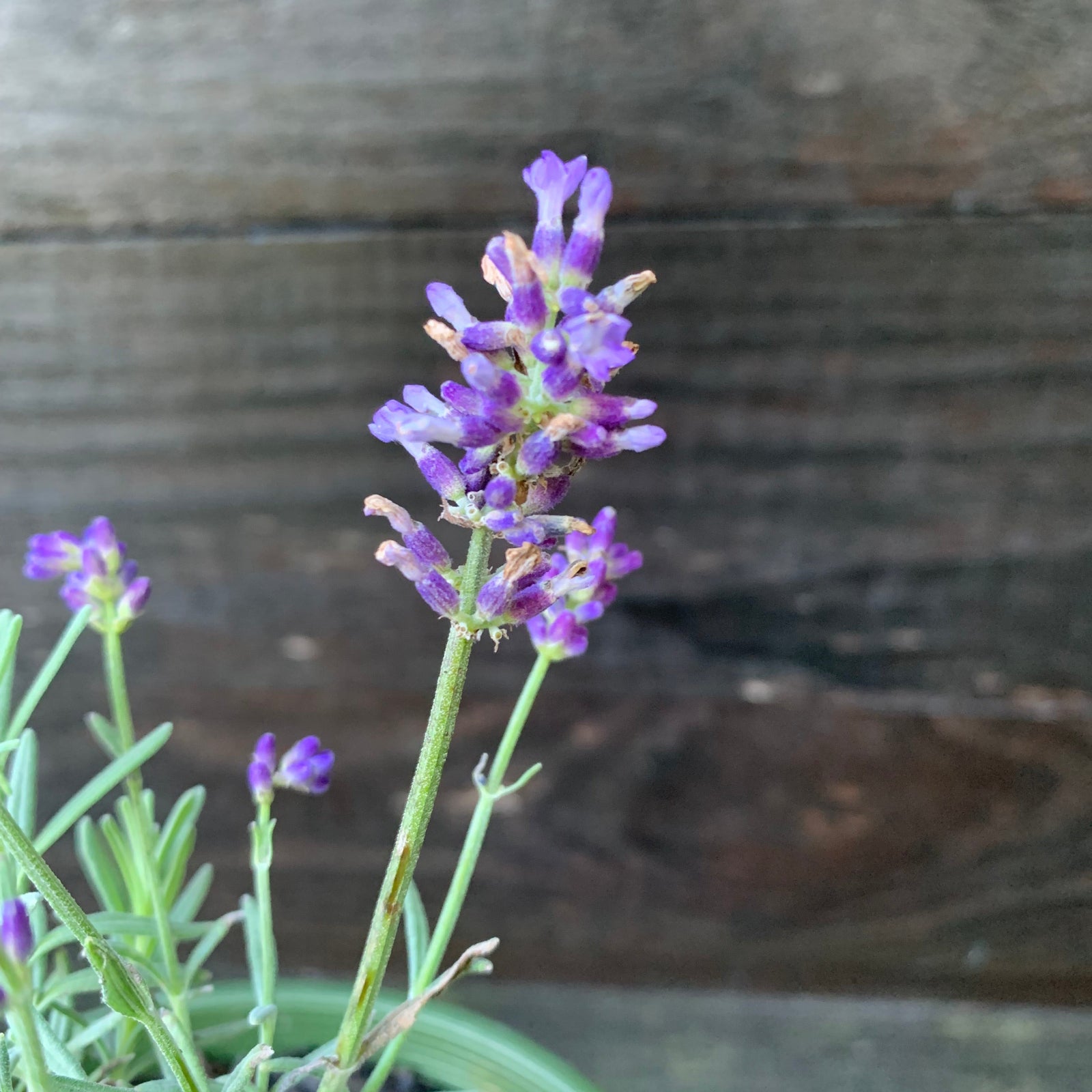 Lavandula angustifolia 'Vintro Blue' ~ Monrovia® Vintro® Blue Lavender-ServeScape