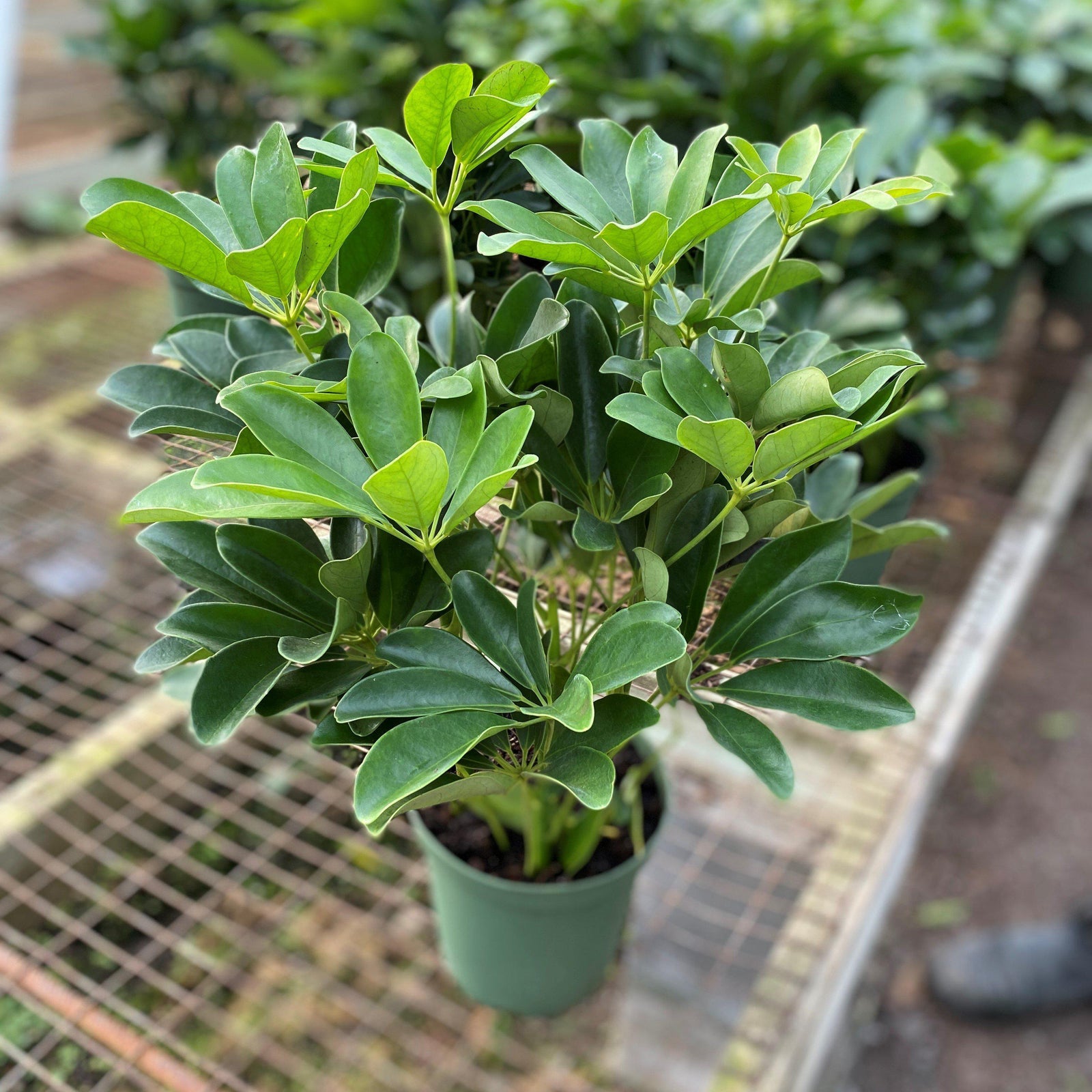 Schefflera arboricola ~ Monrovia® Dwarf Umbrella Plant-ServeScape
