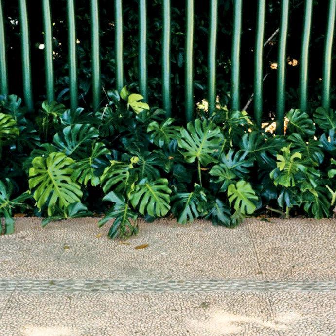 Monstera deliciosa 'Tauerii' ~ Monrovia® Dwarf Swiss-Cheese Plant-ServeScape