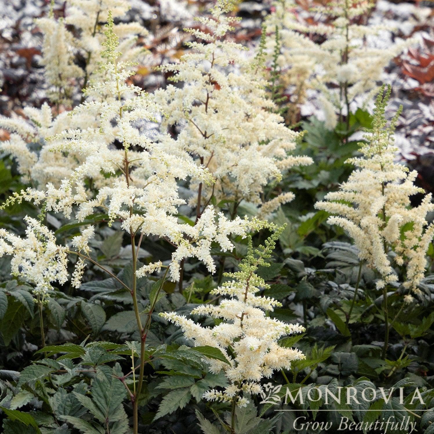 Astilbe chinensis 'Vision in White' ~ Monrovia® Vision in White Chinese Astilbe-ServeScape