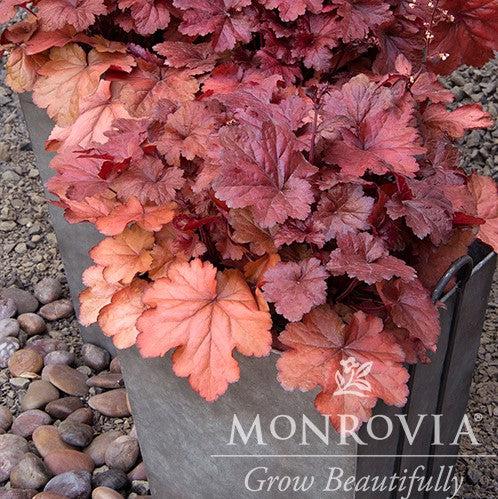 Heuchera x 'TNHEUFR' ~ Monrovia® Forever® Red Heuchera, Coral Bells-ServeScape