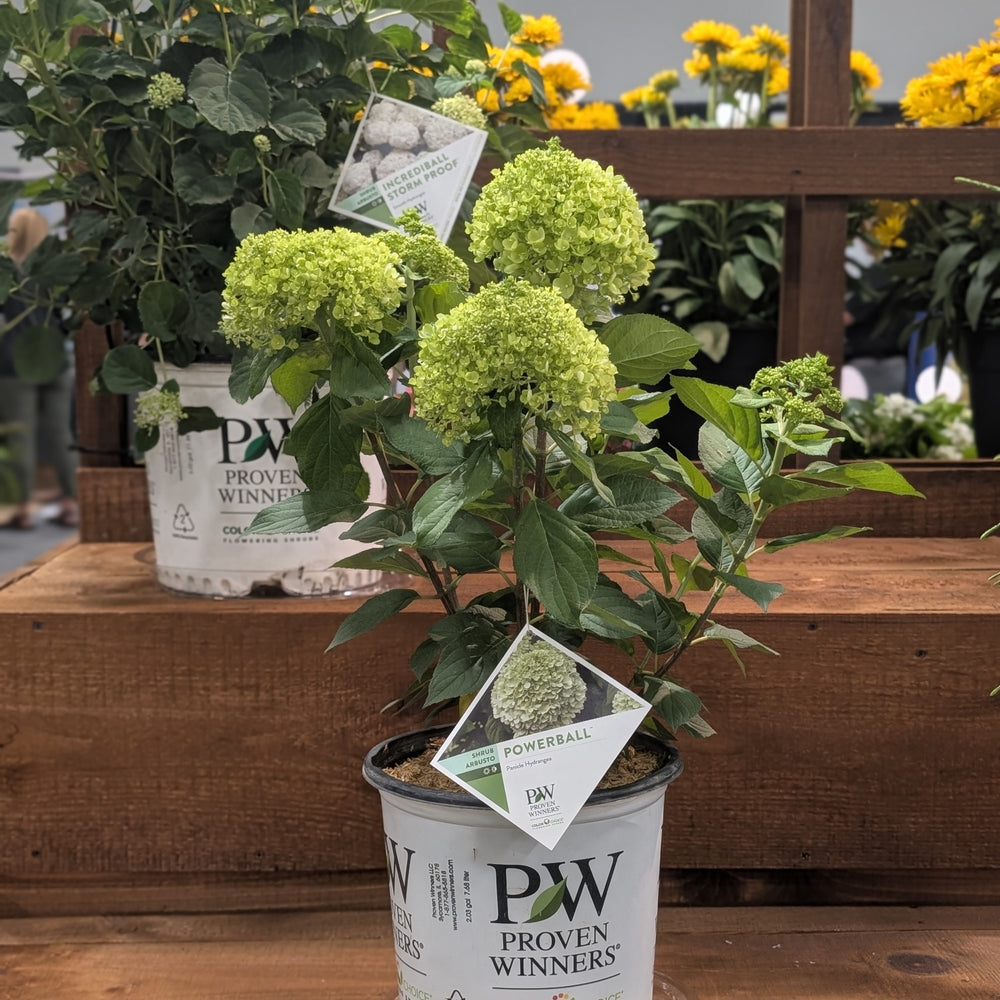 Hydrangea paniculata 'SMNHPLK' ~ PW® Powerball™ Hydrangea-ServeScape