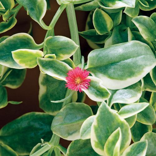Aptenia cordifolia 'Mesbicla' ~ Mezoo™ Trailing Red Livingstone Daisy-ServeScape