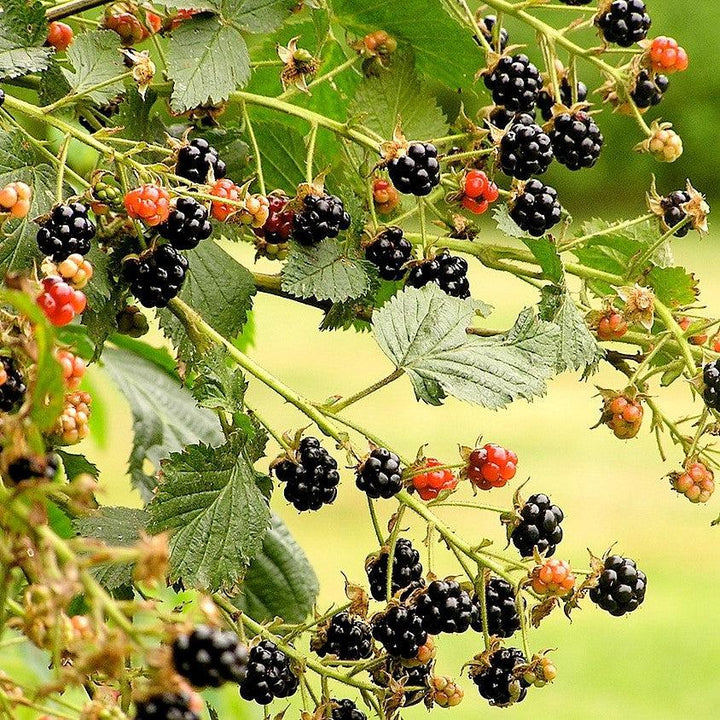Rubus spp. (Blackberry) ~ Blackberry-ServeScape