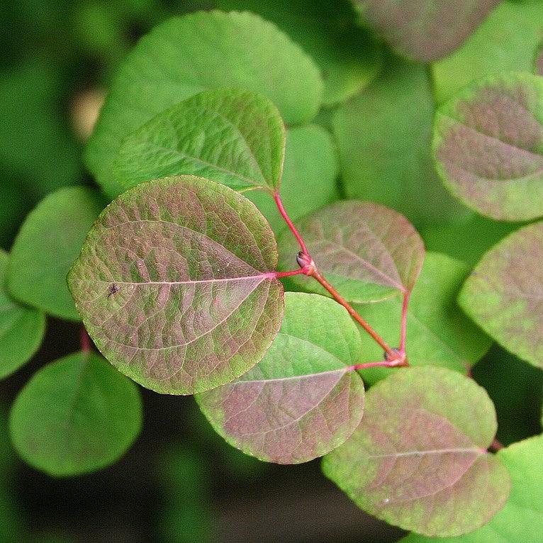 Cercidiphyllum japonicum ~ Katsura Tree-ServeScape