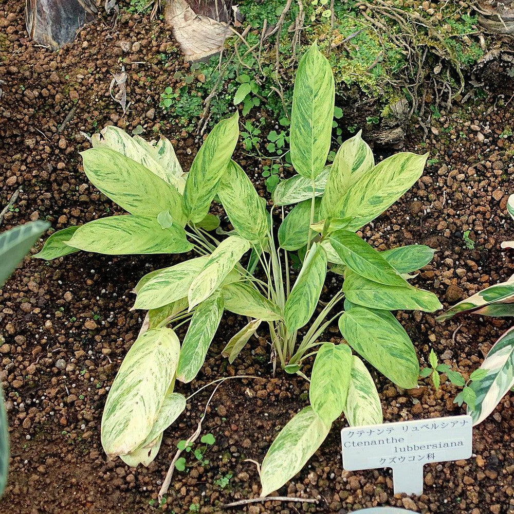 Ctenanthe lubbersiana ~ Bamburanta-ServeScape