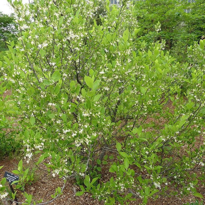 Styrax americanus ~ American Snowbell-ServeScape