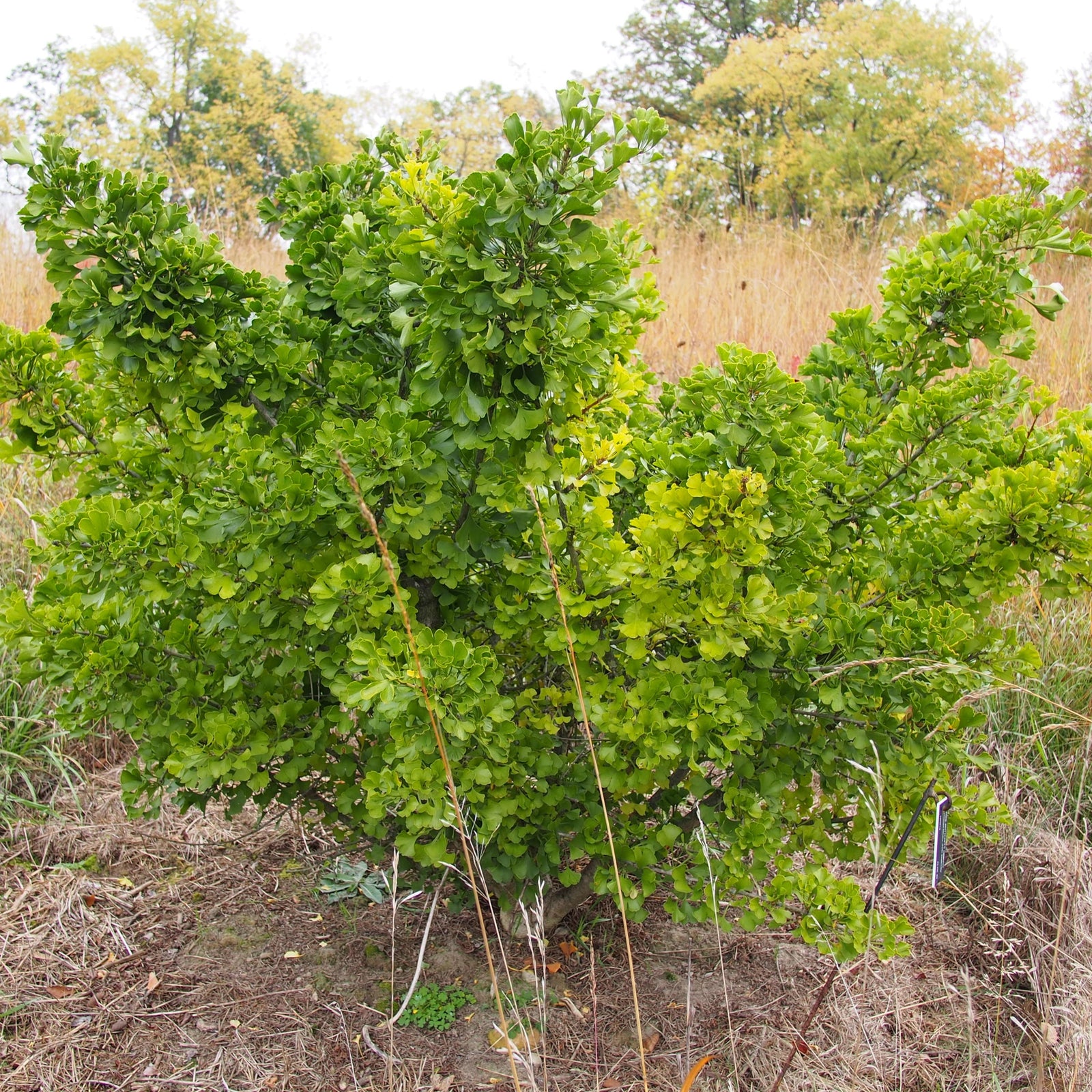 Ginkgo biloba 'Jade Butterfly' ~ Jade Butterfly Ginkgo-ServeScape