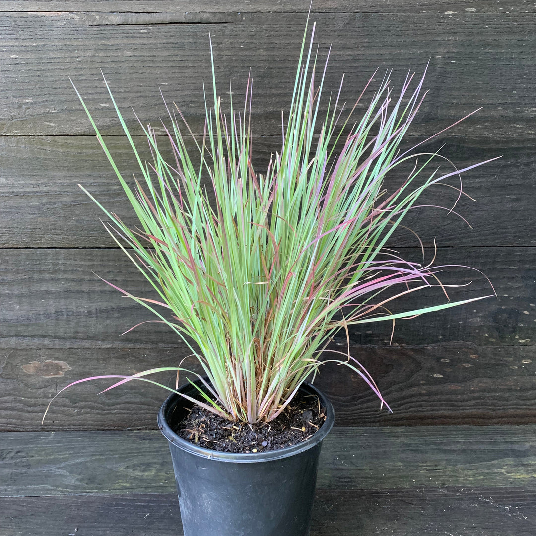 Schizachyrium scoparium 'Standing Ovation' ~ Standing Ovation Little Bluestem-ServeScape