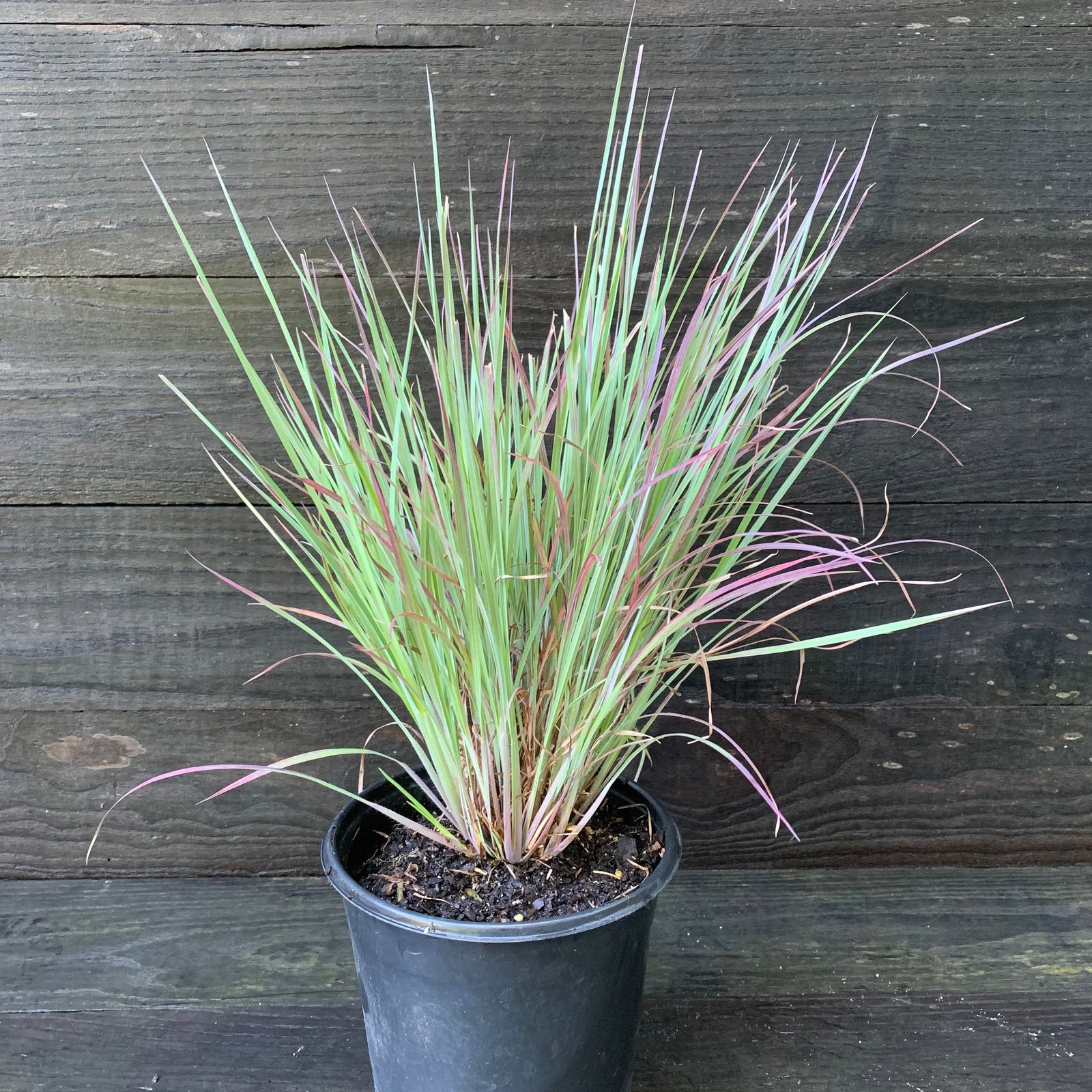 Schizachyrium scoparium 'Standing Ovation' ~ Standing Ovation Little Bluestem-ServeScape