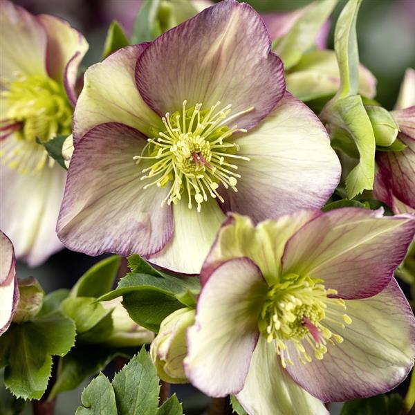 Helleborus x glandorfensis 'Purple Sunrise' ~ HGC® Ice N' Roses Purple Sunrise Hellebore-ServeScape