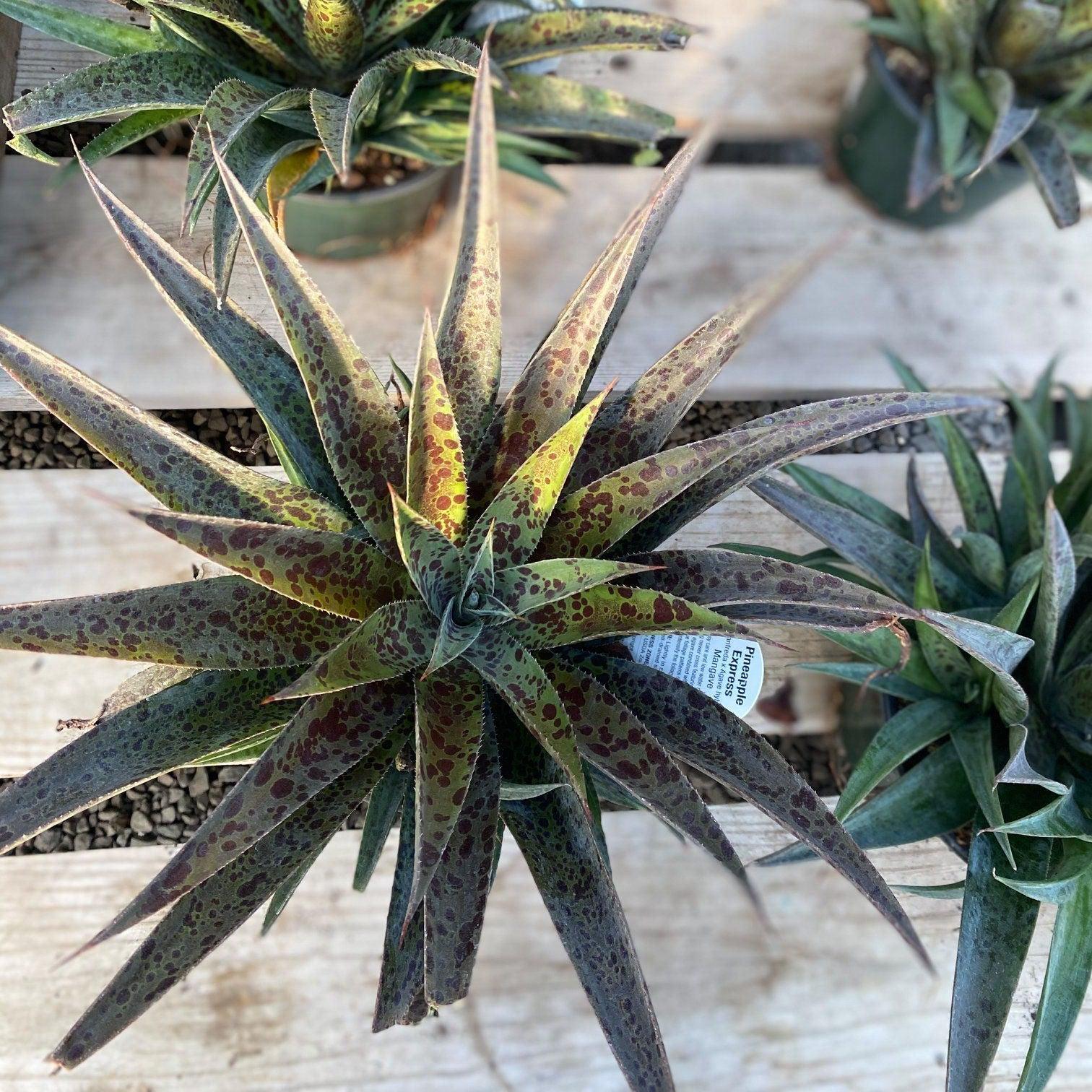 pineapple express succulent Pineapple Express Mangave