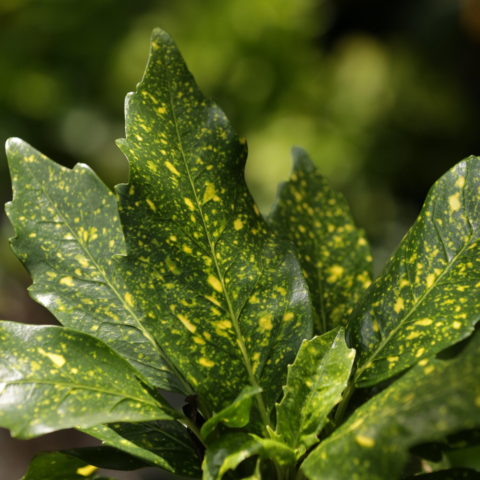 Aucuba japonica 'Mr. Goldstrike' ~ Mr. Goldstrike Aucuba-ServeScape