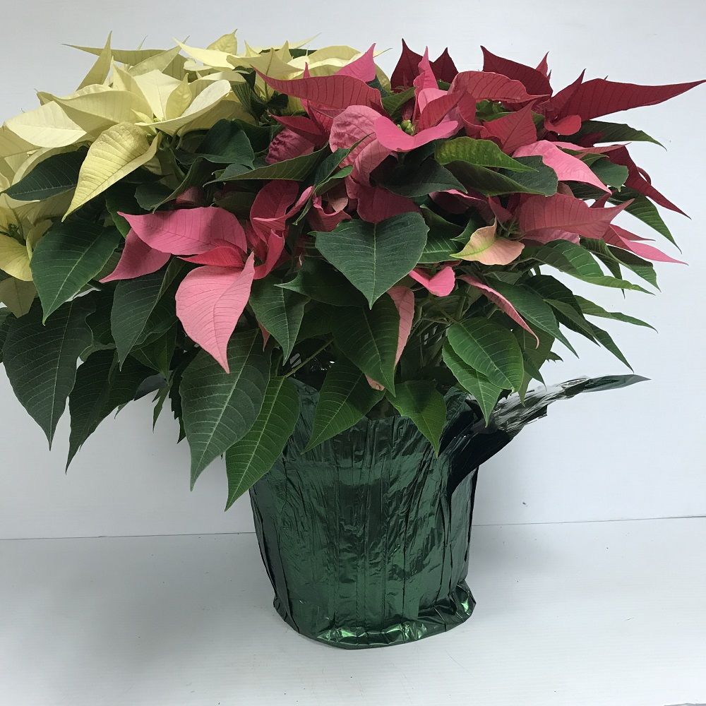 Euphorbia pulcherrima ~ Poinsettia, Tri-Color-ServeScape