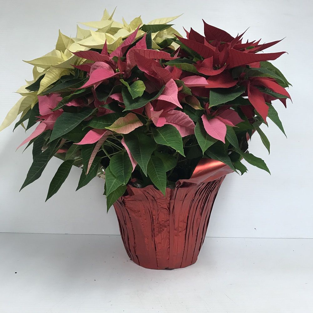 Euphorbia pulcherrima ~ Poinsettia, Tri-Color-ServeScape