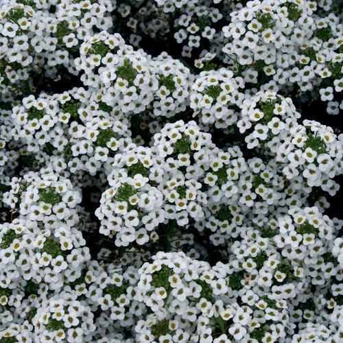 Lobularia maritimum 'Inlbusnopr' PP21,594 ~ PW® Snow Princess® Sweet Alyssum-ServeScape