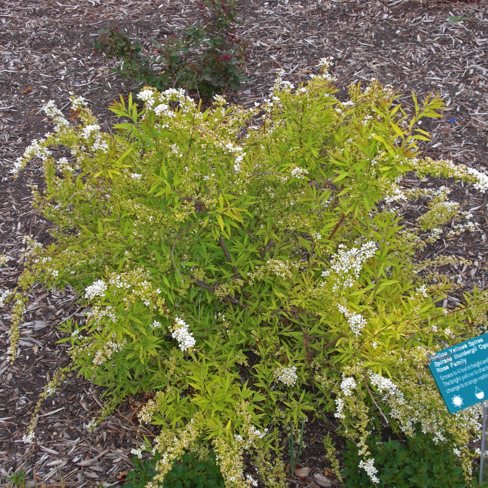 Spiraea thunbergii 'Ogon' ~ Gold Thread™ Spirea, Mellow Yellow Spiraea-ServeScape