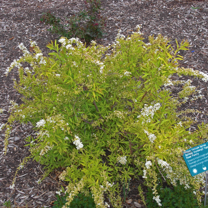 Spiraea thunbergii 'Ogon' ~ Gold Thread™ Spirea, Mellow Yellow Spiraea-ServeScape