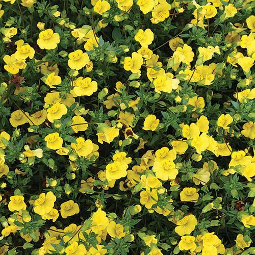 Mecardonia' USMECA8205' ~ PW® GoldDust® Mecardonia-ServeScape