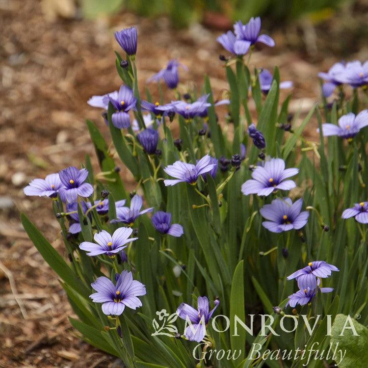 Sisyrinchium angustifolium 'Lucerne' ~ Monrovia® Lucerne Blue-Eyed Grass-ServeScape