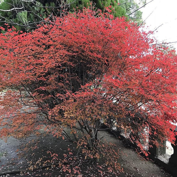 Enkianthus perulatus ~ Enkianthus-ServeScape