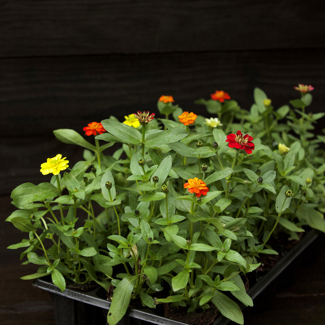 Zinnia ‘Profusion Double Mix’ ~ Profusion Double Mix Zinnia-ServeScape