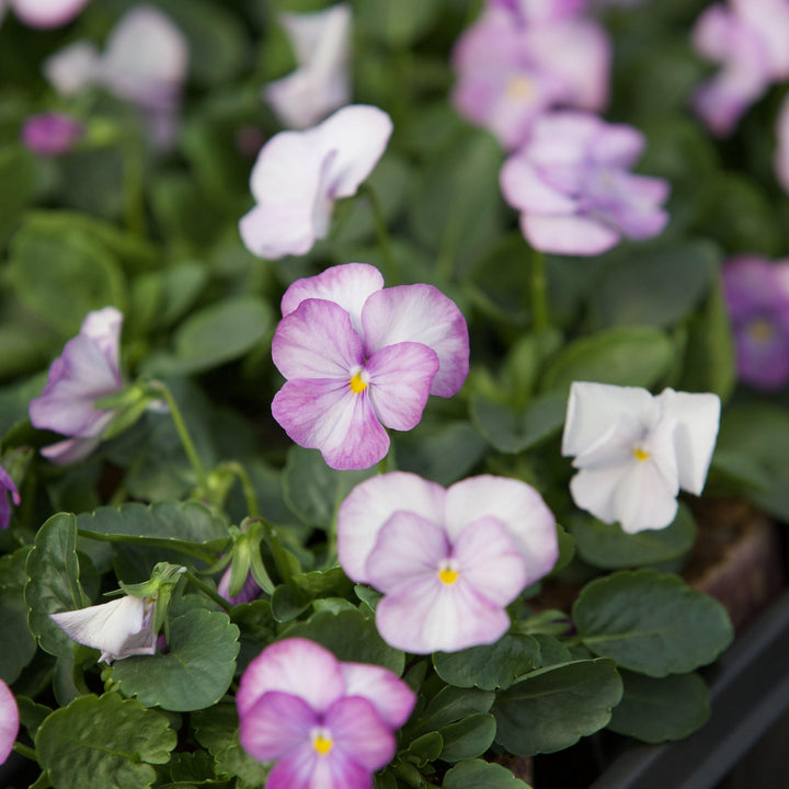 Viola cornuta 'PAS1059854' ~ Sorbet™ XP Lavender Pink Viola-ServeScape