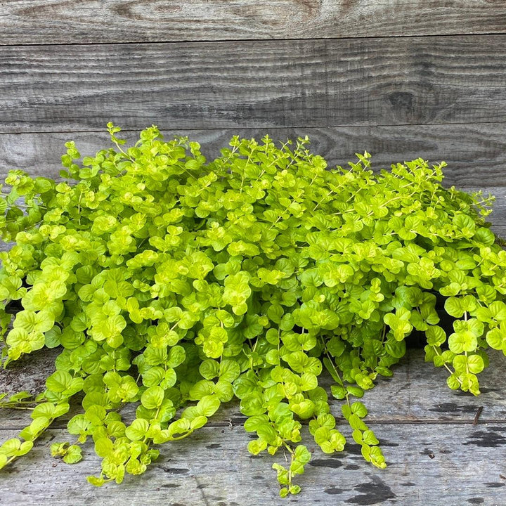 Lysimachia nummularia 'Aurea' ~ Monrovia® Golden Creeping Jenny-ServeScape