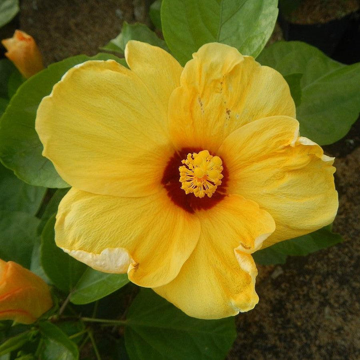 Hibiscus rosa-sinensis 'JBG BH-03' PP34,663 ~ Monrovia® Jazzy Jewel® Gold Hibiscus-ServeScape