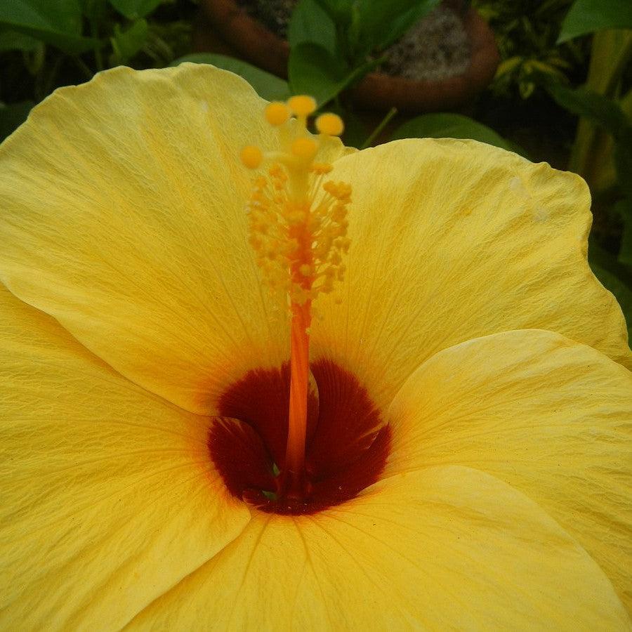 Hibiscus rosa-sinensis 'JBG BH-03' PP34,663 ~ Monrovia® Jazzy Jewel® Gold Hibiscus-ServeScape